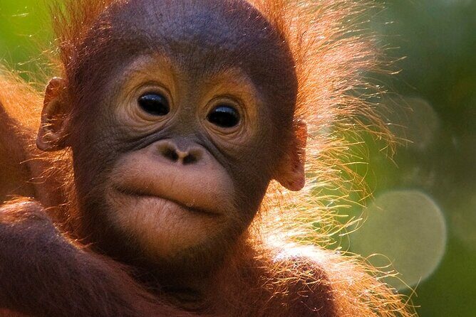 Orangutan Tour Tanjung Puting 3D2N - FAQ