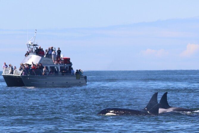Orca whale tour from Orcas Island - The Experience: What to Expect During the Tour