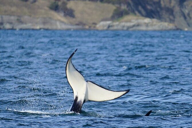 Orca whale tour from Orcas Island - The Guides and Crew: Why They Make a Difference