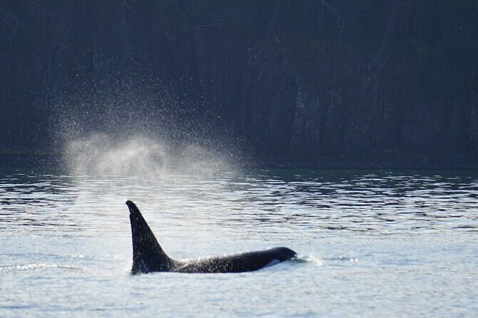 Orca whale tour from Orcas Island - Who Will Love This Tour?