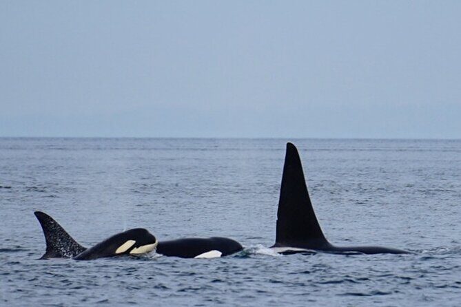 Orca whale tour from Orcas Island - Final Thoughts