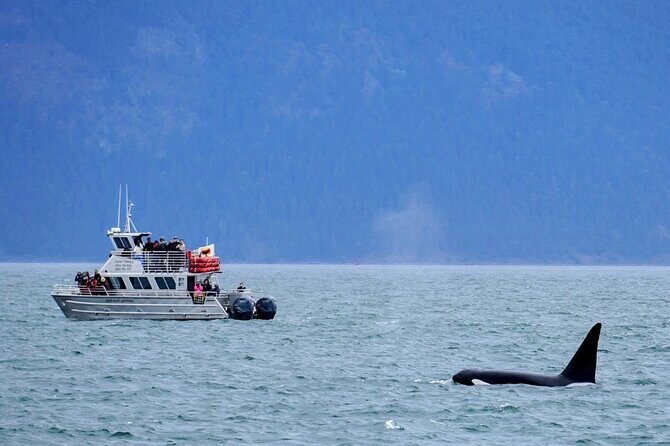 Orca whale tour near Seattle - Exploring the Orca Whale Tour Near Seattle in Detail