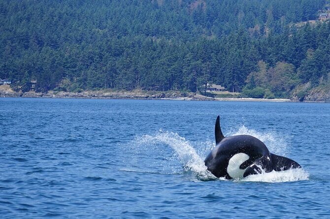 Orca whale tour near Seattle - FAQs