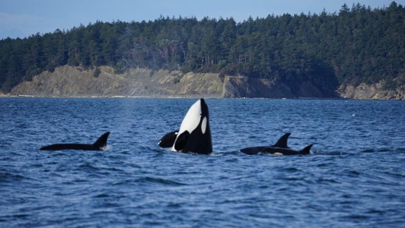 Orcas Island: Orca Whales guaranteed boat tour - An Authentic Orca Encounter: What You Can Expect