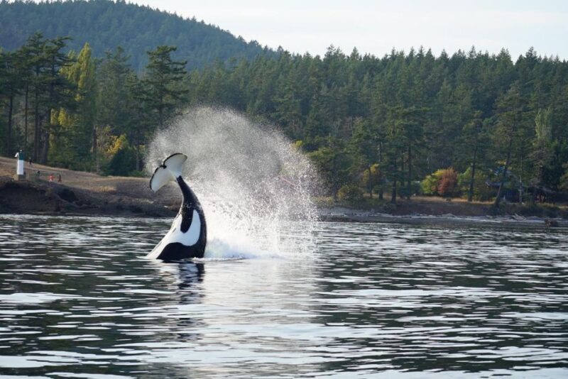 Orcas Island: Orca Whales guaranteed boat tour - Practical Details & Tips for the Tour