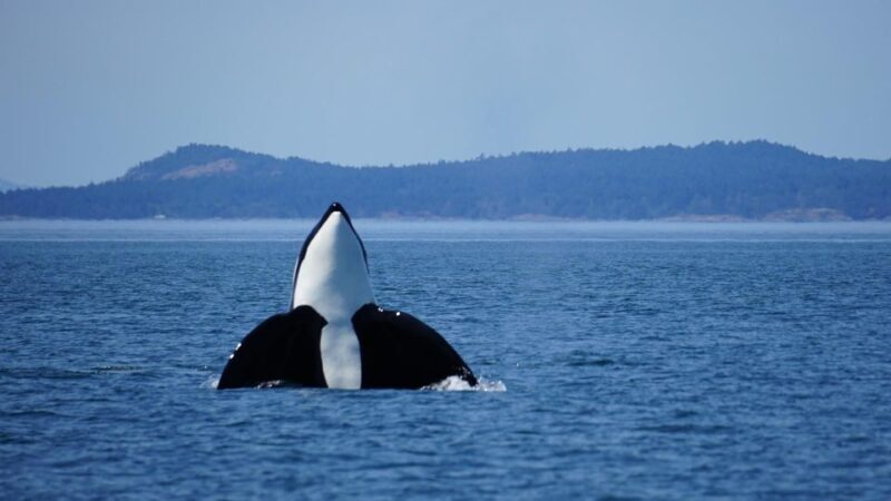Orcas Island: Orca Whales guaranteed boat tour - Final Thoughts