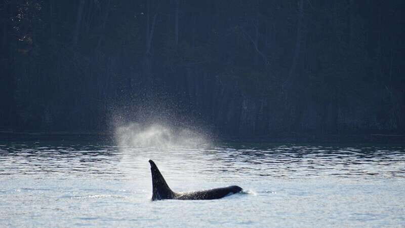 Orcas Island: Whale and Orca Guided Speedboat Tour - Who Will Love This Experience?