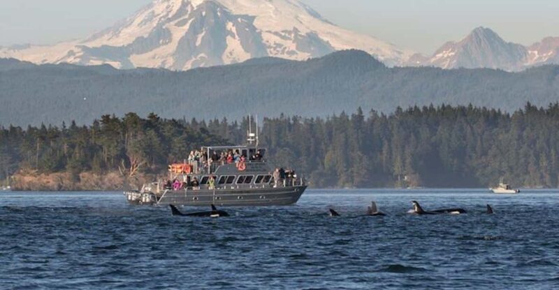 Orcas Island: Whale and Orca Guided Speedboat Tour - Final Thoughts