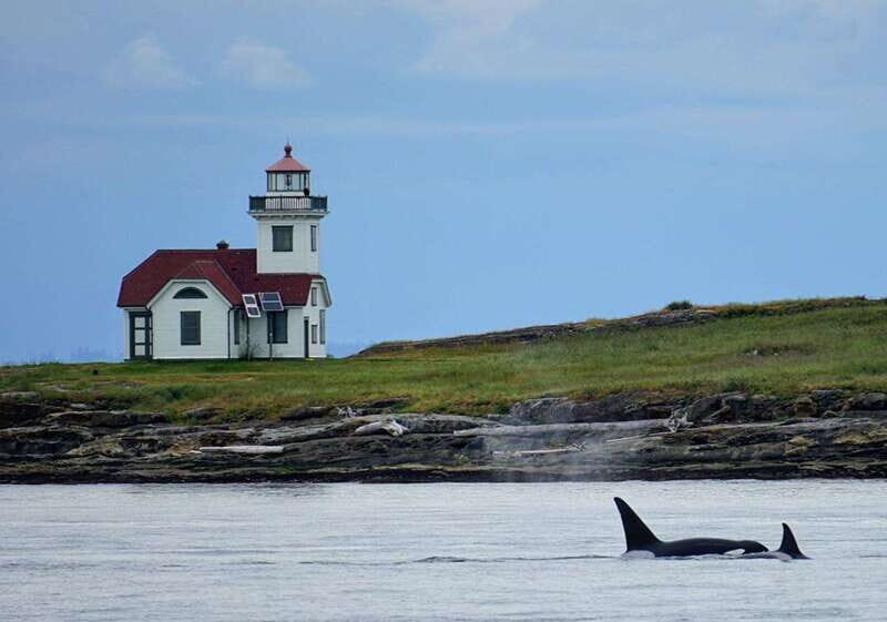 Orcas Island: Whale and Orca Guided Speedboat Tour - An In-Depth Look at the Orcas Island Whale-Watching Tour