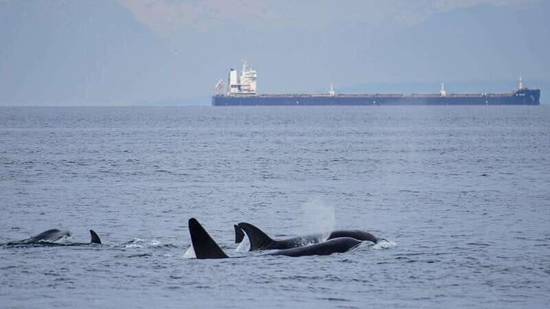 Orcas Island: Whale and Orca Guided Speedboat Tour - FAQs About the Orcas Island Whale-Watching Tour