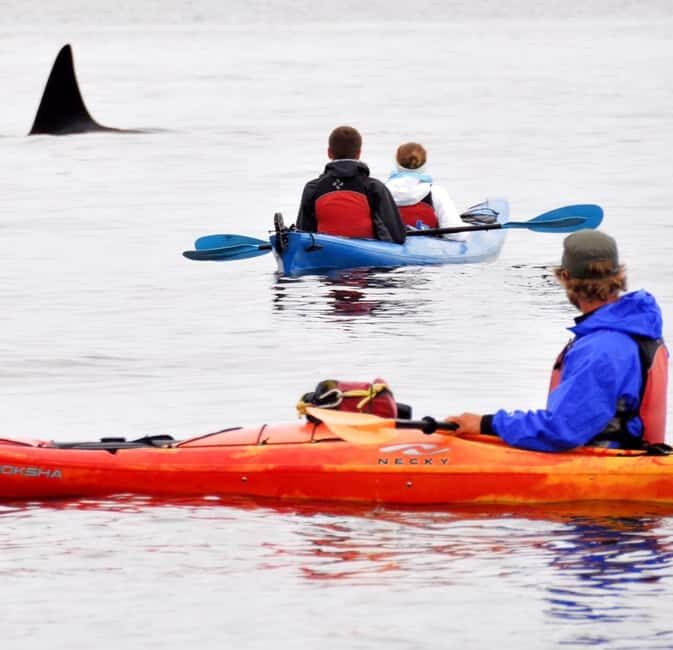 Orcas Island: Wildlife Spotting Kayak Tour - Key Points