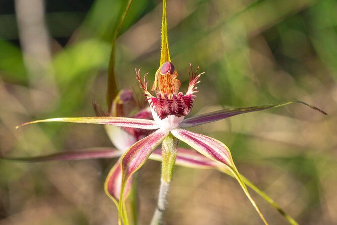 Orchids and Wildflowers Photographic Day tour from Perth - The Locations and What to Expect