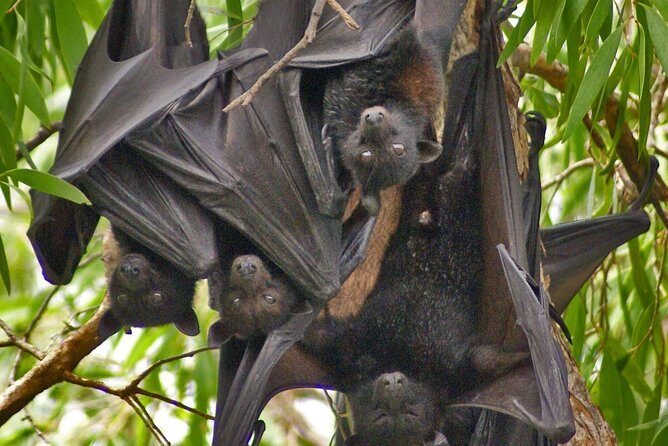Ord River Explorer Cruise with Sunset - Key Points