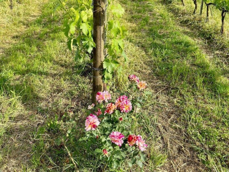 Organic and Biodynamic Winery Tour and Tasting in Lucca - Organic and Biodynamic Winery Tour and Tasting in Lucca: A Deep Dive into Sustainability and Flavor