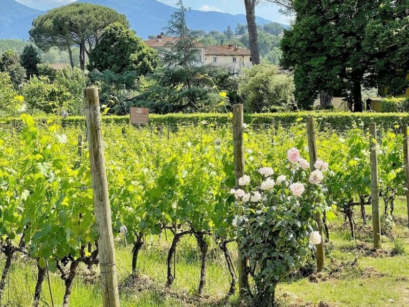 Organic and Biodynamic Winery Tour and Tasting in Lucca - Key Points