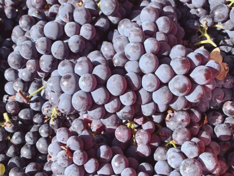 Organic and Biodynamic Winery Tour and Tasting in Lucca - Final Thoughts: Who Will Love This?