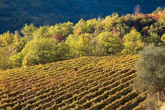 Organic Family Winery Experience in Liguria - FAQs