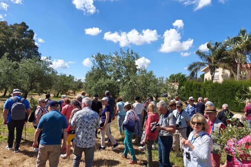 Organic olive oil tasting and visit to a family olive grove with fruit and a gift - Key Points