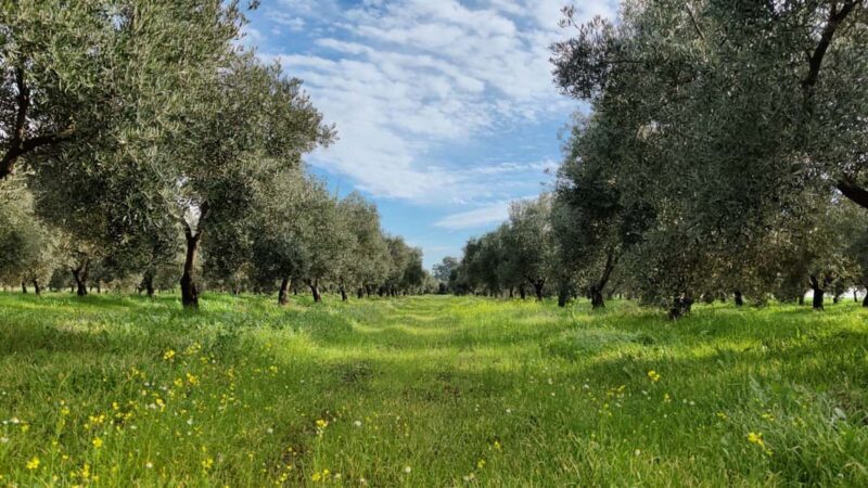 Organic olive oil tasting and visit to a family olive grove with fruit and a gift - FAQ