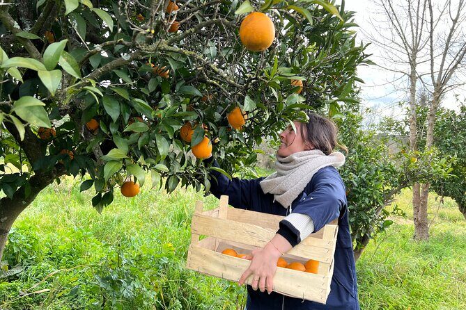 Organic Orange Picking & Jam Making with Farm-to-Table Lunch - A Deep Dive into the Experience