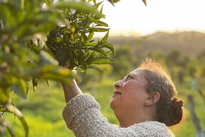 Organic Orange Picking & Jam Making with Farm-to-Table Lunch - What Makes This Tour Stand Out?