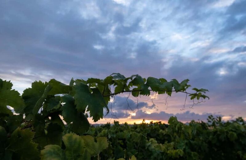 Organic Wine and Olive Oil Tasting Experience near Lecce - FAQs