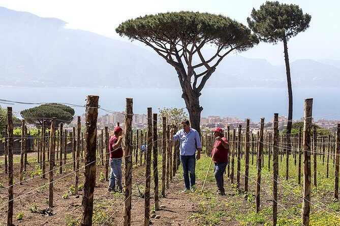 Organic Wine Tasting & Lunch Experience on Mt Vesuvius - FAQ