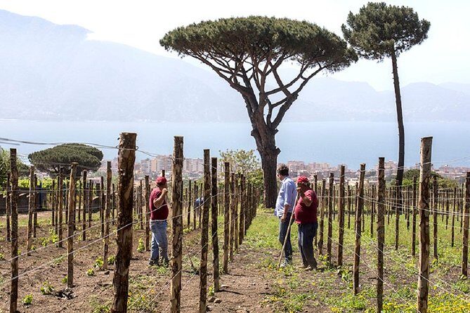 Organic Wine Tasting & Lunch on Vesuvius with Transfer from Naples - Key Points