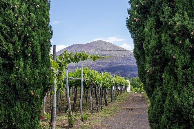 Organic Wine Tasting & Lunch on Vesuvius with Transfer from Sorrento Peninsula - The Journey to Vesuviuss Vineyards