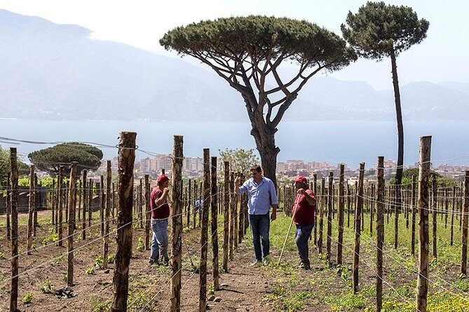 Organic Wine Tasting & Lunch on Vesuvius with Transfer from Sorrento Peninsula - The Scenic Vistas and Overall Atmosphere