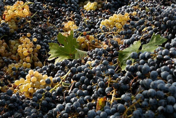 Organic Winery tour with Full Lunch from Assisi - Final Thoughts