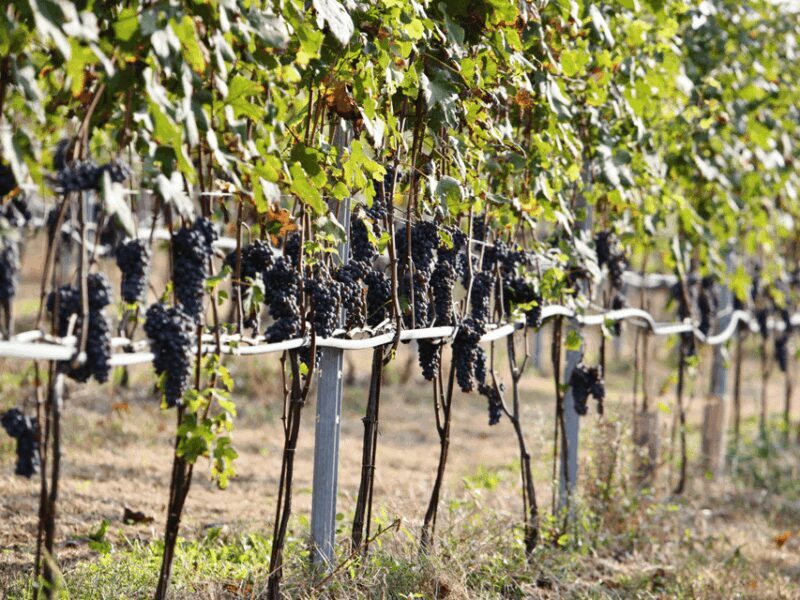 Organic Winery Visit near Turin with Wine & Food Tasting - The Practical Side: What You Should Know