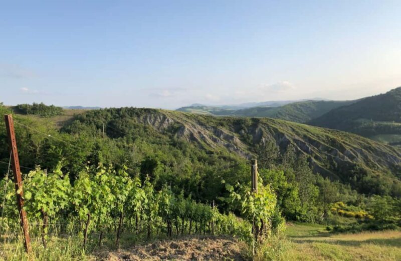 Organic Winery Visit with Wine & Food Tasting in Bologna - An In-Depth Look at the Experience