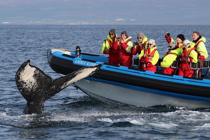 Original Big Whale Safari & Puffins Speedboat Tour from Húsavík - Who’s This Tour Best For?