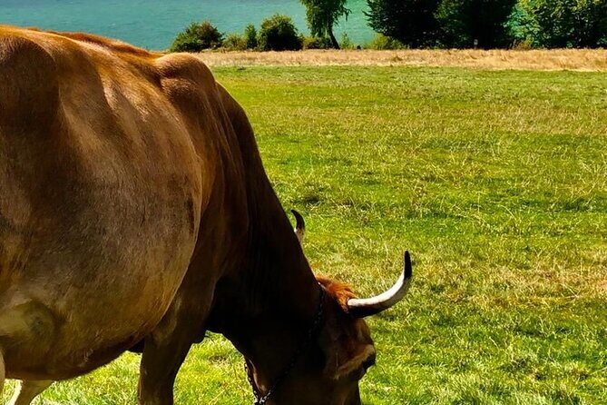 Original Carpathian Village Experience and Sinaia in one day tour - FAQ