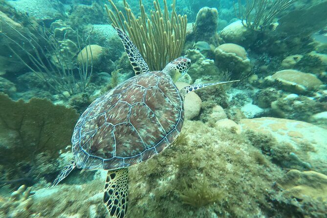Original Snorkel and Sandbar Combo in Islamorada - FAQ
