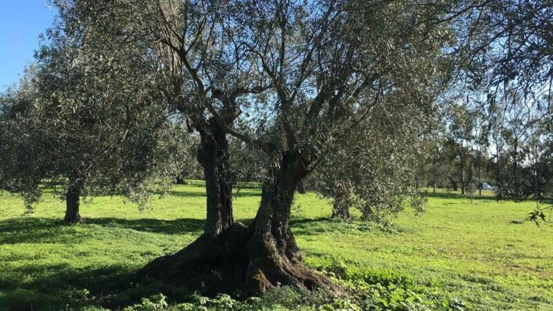 Oristano: Olive Tree Grove Guided Visit with Tasting - Key Points