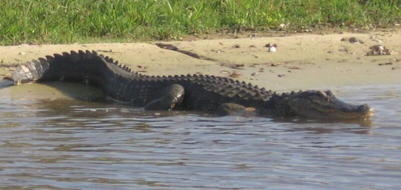 Orlando: Airboat Safari with Transportation - Key Points