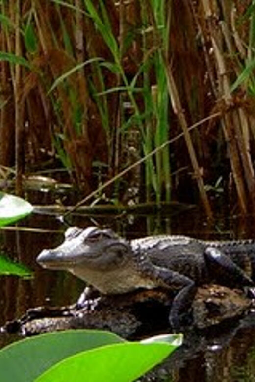 Orlando Alligator Experience: Day-Trip From Orlando - Detailed Review of the Orlando Alligator Experience