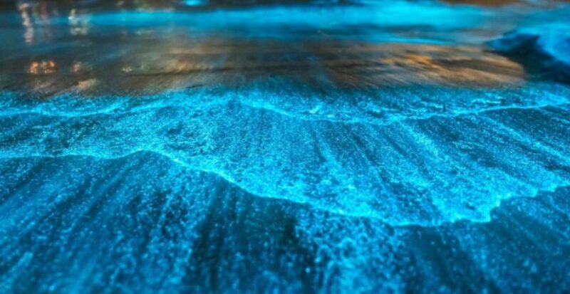 Orlando: Bioluminescence Kayak Adventure - Key Points