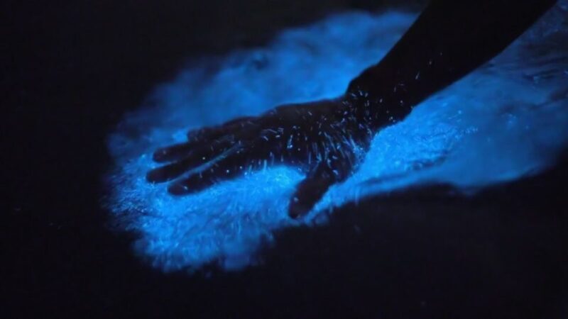 Orlando: Bioluminescence Kayak Adventure - The Allure of Florida’s Bioluminescent Waters