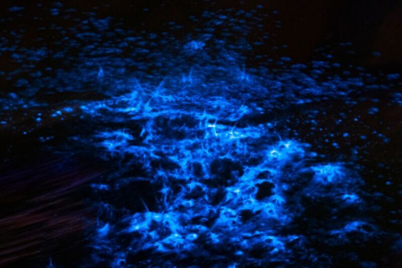 Orlando: Bioluminescence Kayak Adventure - Final Thoughts