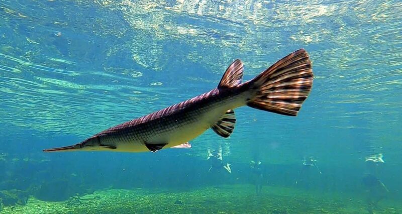 Orlando: Blue Springs Manatee Kayak Tour - Who Will Love This Tour?