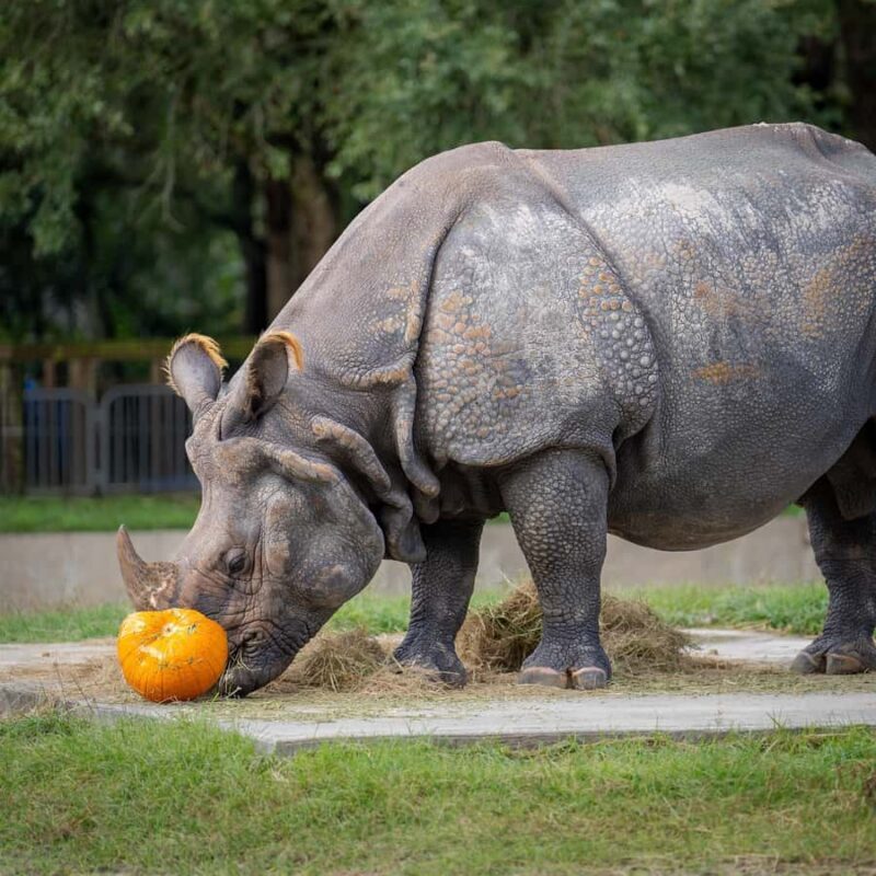 Orlando: Central Florida Zoo and Botanical Gardens Ticket - FAQs