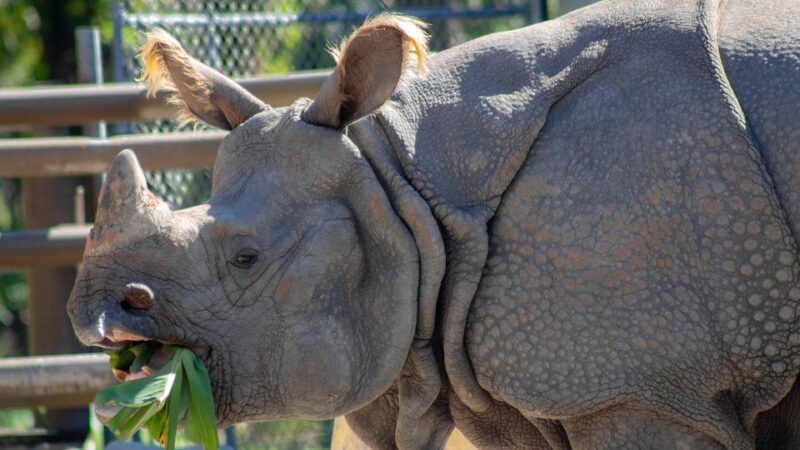 Orlando: Central Florida Zoo Skip-the-Line Ticket - Who Will Love This Experience?