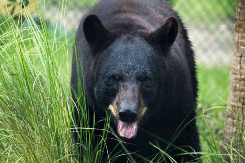 Orlando: Central Florida Zoo Skip-the-Line Ticket - FAQs
