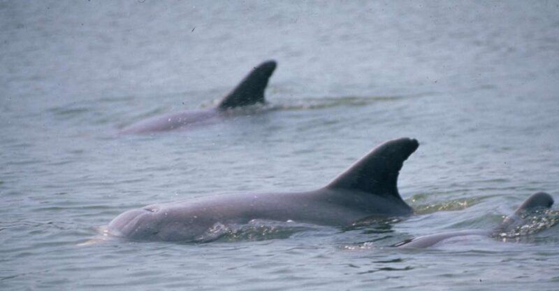 Orlando: Dolphin Clear Kayak or Paddle Board Adventure - Exploring the Indian River Lagoon