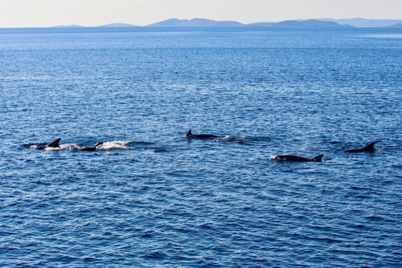 Orlando: Dolphin Clear Kayak or Paddle Board Adventure - The Island Stop: Horseshoe Crab Island