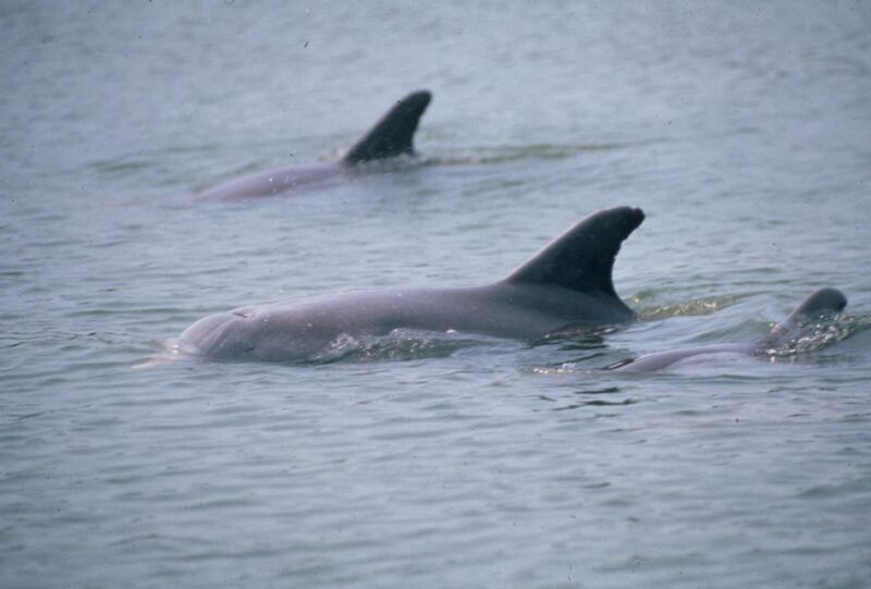 Orlando: Dolphin Clear Kayak or Paddle Board Adventure - Sunset Tour and LED Lighting