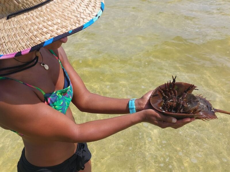 Orlando: Dolphin Clear Kayak or Paddle Board Adventure - FAQ